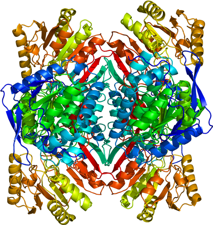 Aldh2 Protein Structure (745x782)
