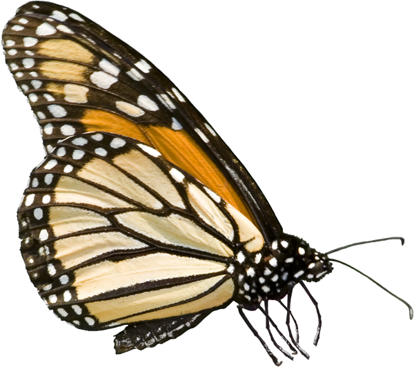 Free Library Federal Government Clipart - Monarch Butterfly (600x545)