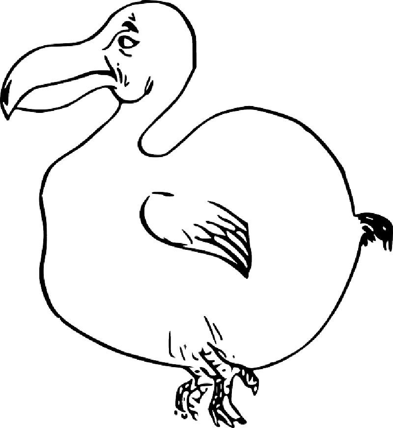 Mallard Drawing Outline Clip Art Black And White Library - Dodo Clip Art (800x872)