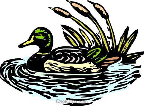 Mallard Clipart Transparent - Mallard (480x354)