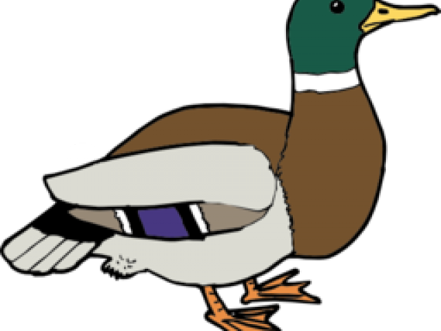 Wood Duck Clipart Face - Clip Art (640x480)