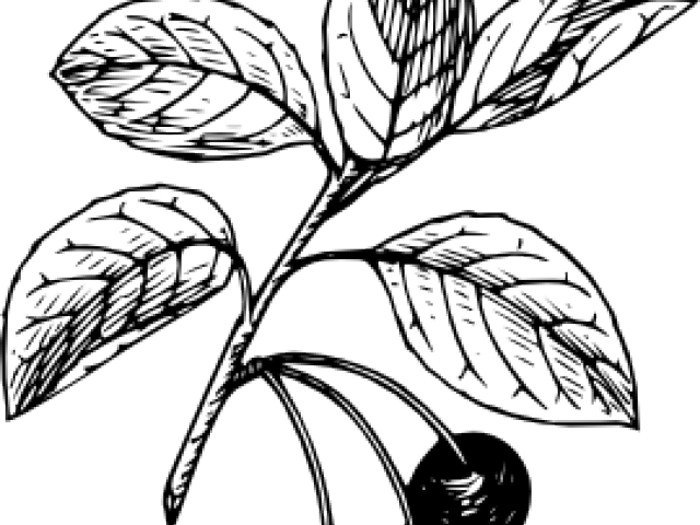 Cranberry Clipart Black And White - Cherry Clip Art (640x480)