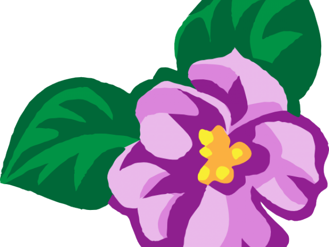 Alpha Kappa Alpha Clipart - African Violet Violet Flower Clipart (640x480)