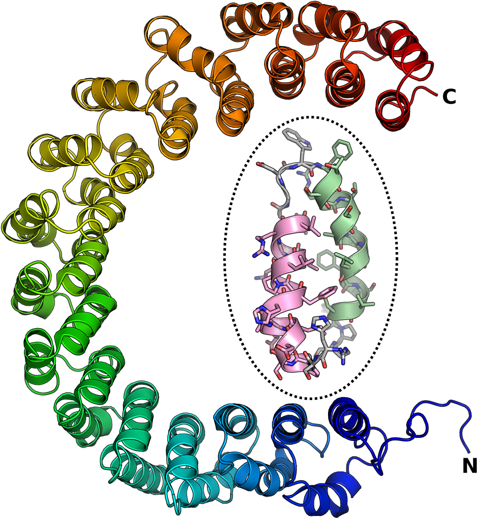 Importin Alpha Armadillo Repeats (1024x1024)
