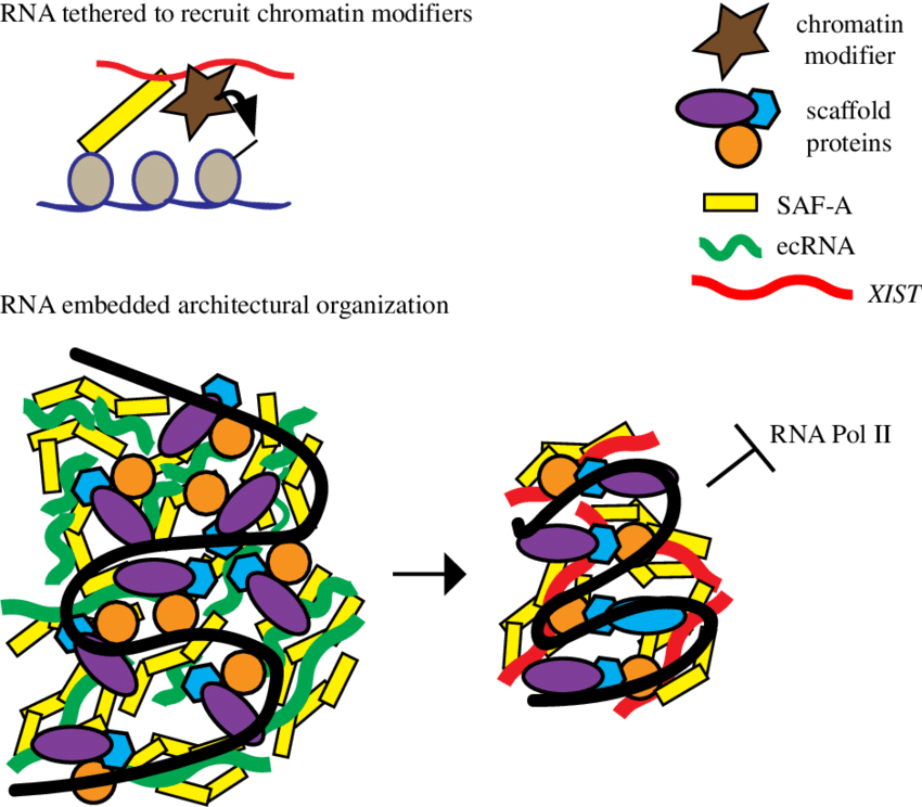 Distinct Models For Xist Rna Chromosomal Interactions - Distinct Models For Xist Rna Chromosomal Interactions (850x744)