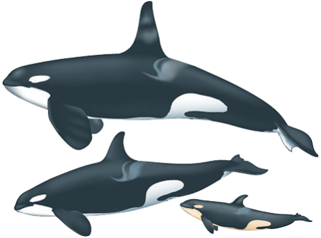 Orca Male And Female (460x342)