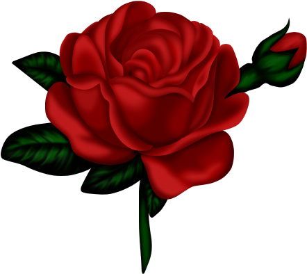 Pin By ♡chula♡ On ◇roses & Floral◇ - Good Evening Rose (448x400)