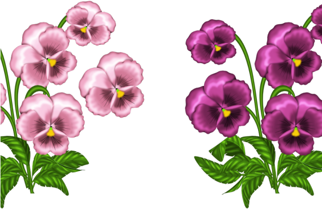 Pansy Clipart Swag - African Violets Clipart (640x480)