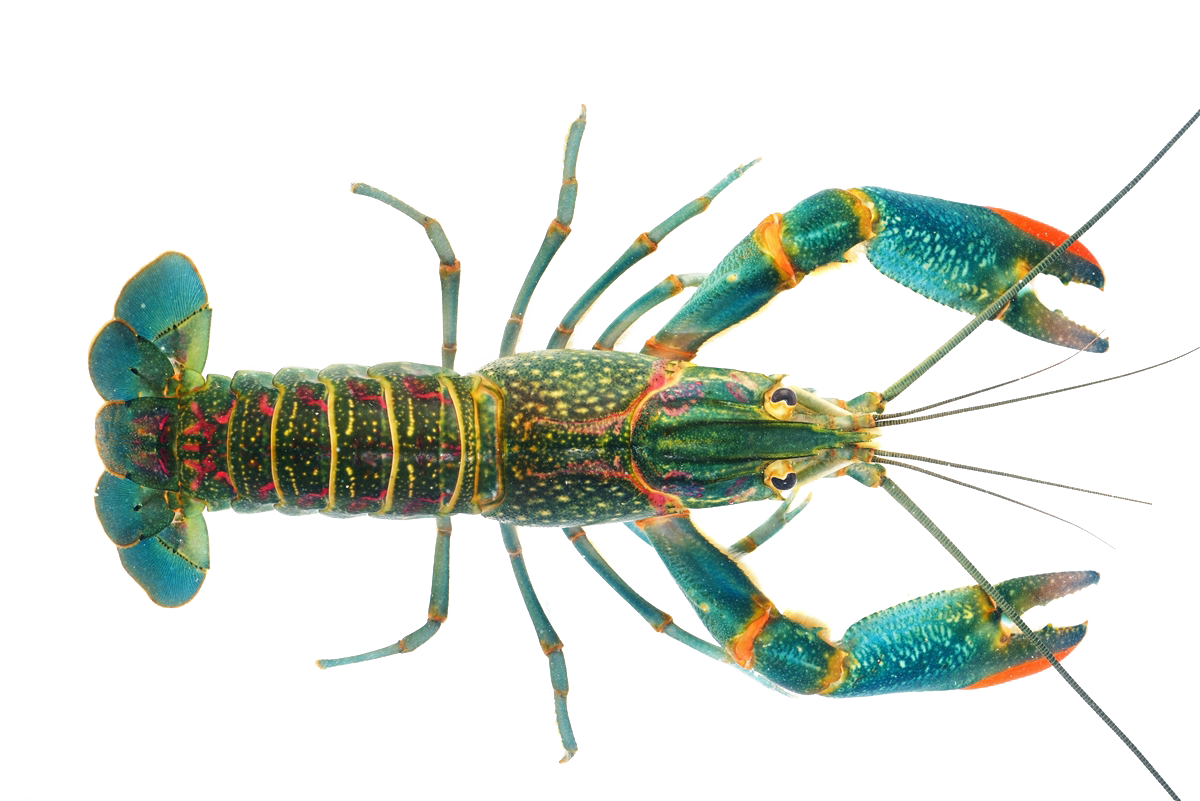 Lobster Crayfish As Food - Australian Red Claw Crayfish (1200x801)