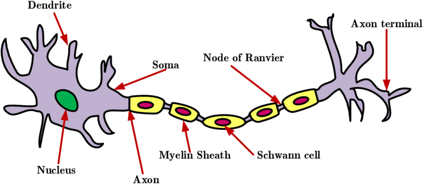 1 The Structure Of A Neuron Download Scientific Diagram - Neuron (850x370)