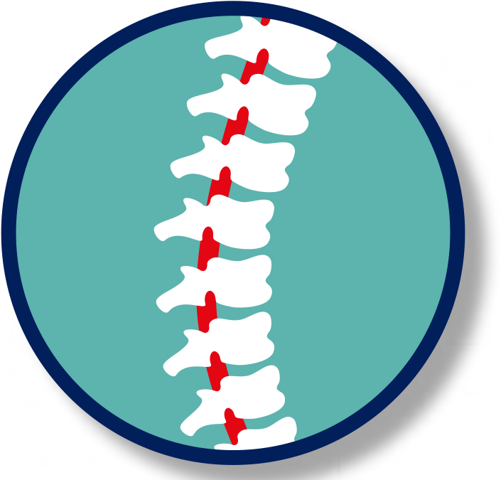 Cspinal Cord - Spinal Cord (743x716)