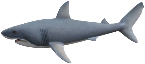 Shark Great White Life Size - Life-size 2 (500x375)