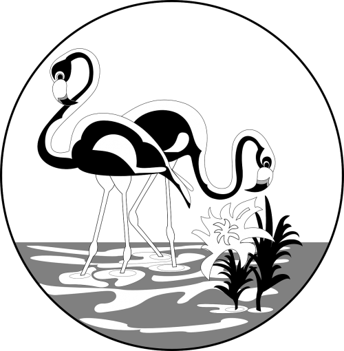 Free Black And White Flamingo (500x510)