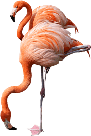 Svg Freeuse Png Images Toppng Transparent - Png Transparent Flamingo (480x711)