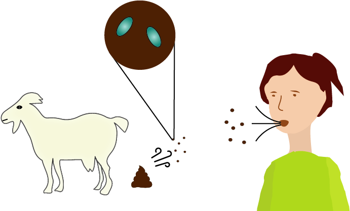 The Most Important Source Of Q Fever Infection During - Reservoir Infection (700x416)