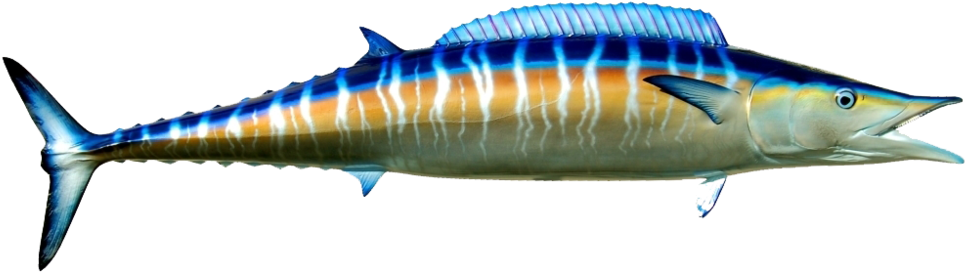 The Catch Deep Blue Clip Art Black And White Download - Wahoo Fish (1000x381)
