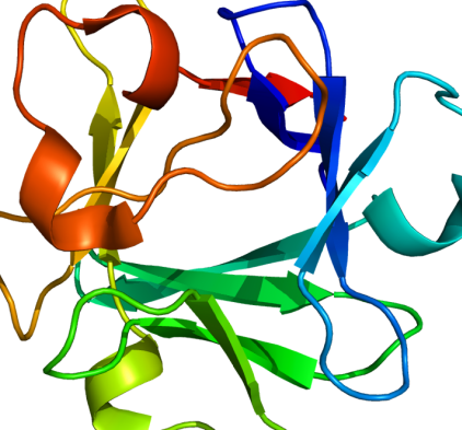 Fibroblast Growth Factor - Fgf 2 (422x393)