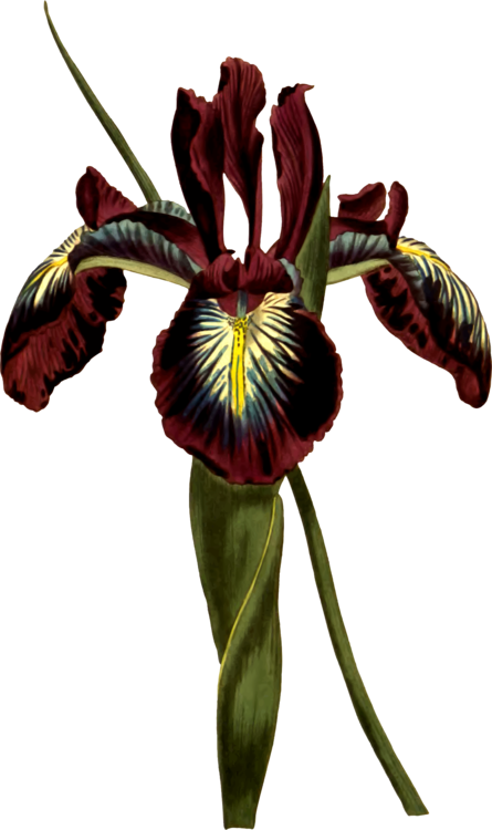 All Photo Png Clipart - Zazzle Pyrenean Flaggen-iris-illustration Iphone 8/7 (445x750)