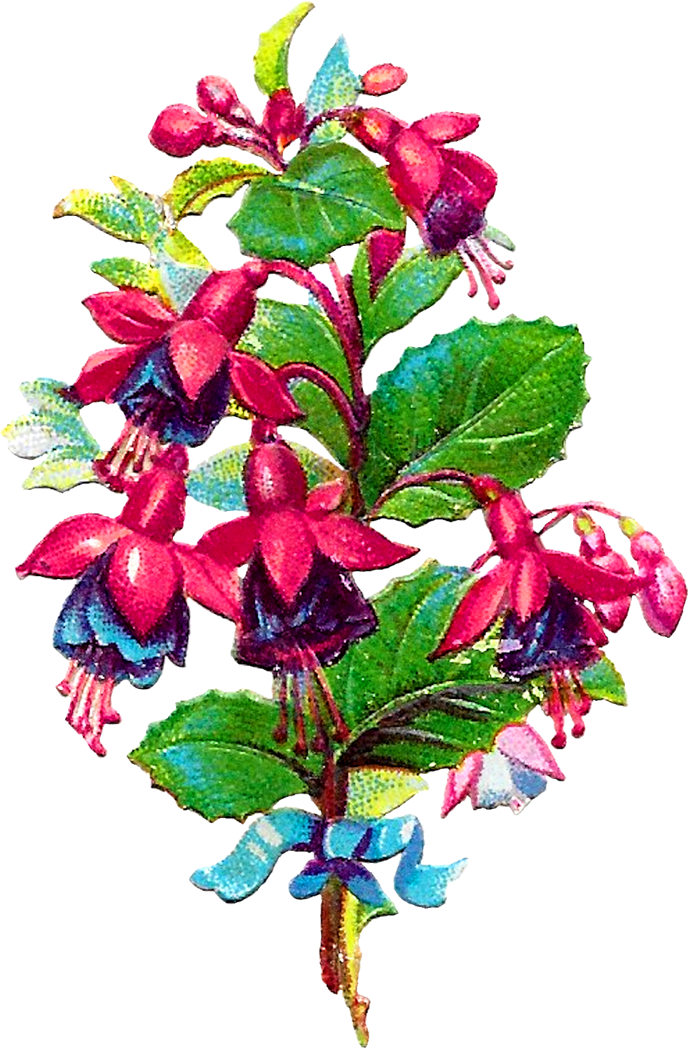 Flower Floral Fushia Clipart Download Plant Image Digital - Flower (1079x1600)
