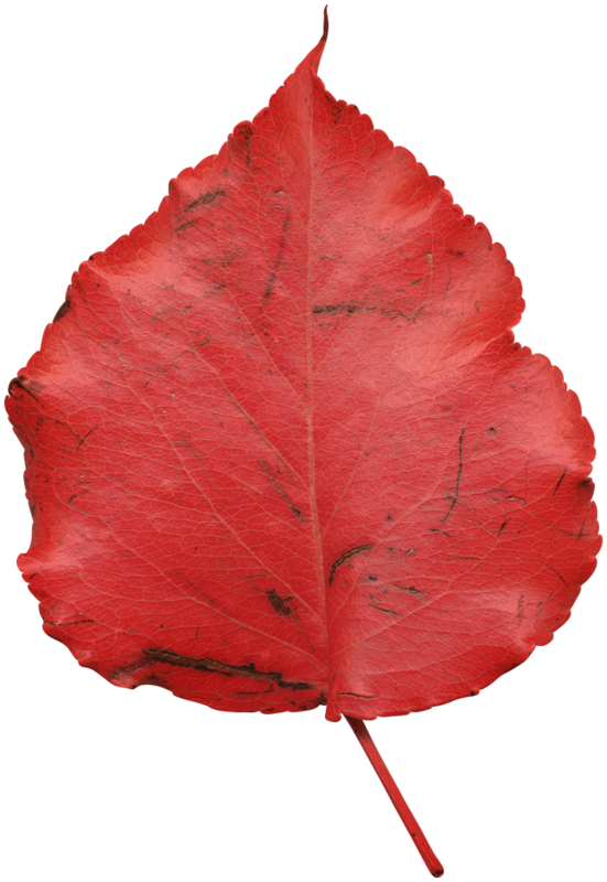 Фото, Автор Ladylony На Яндекс - Autumn (551x800)