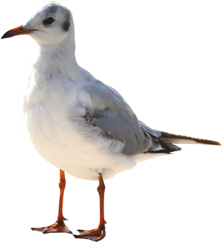 Gull Png - Portable Network Graphics (459x500)