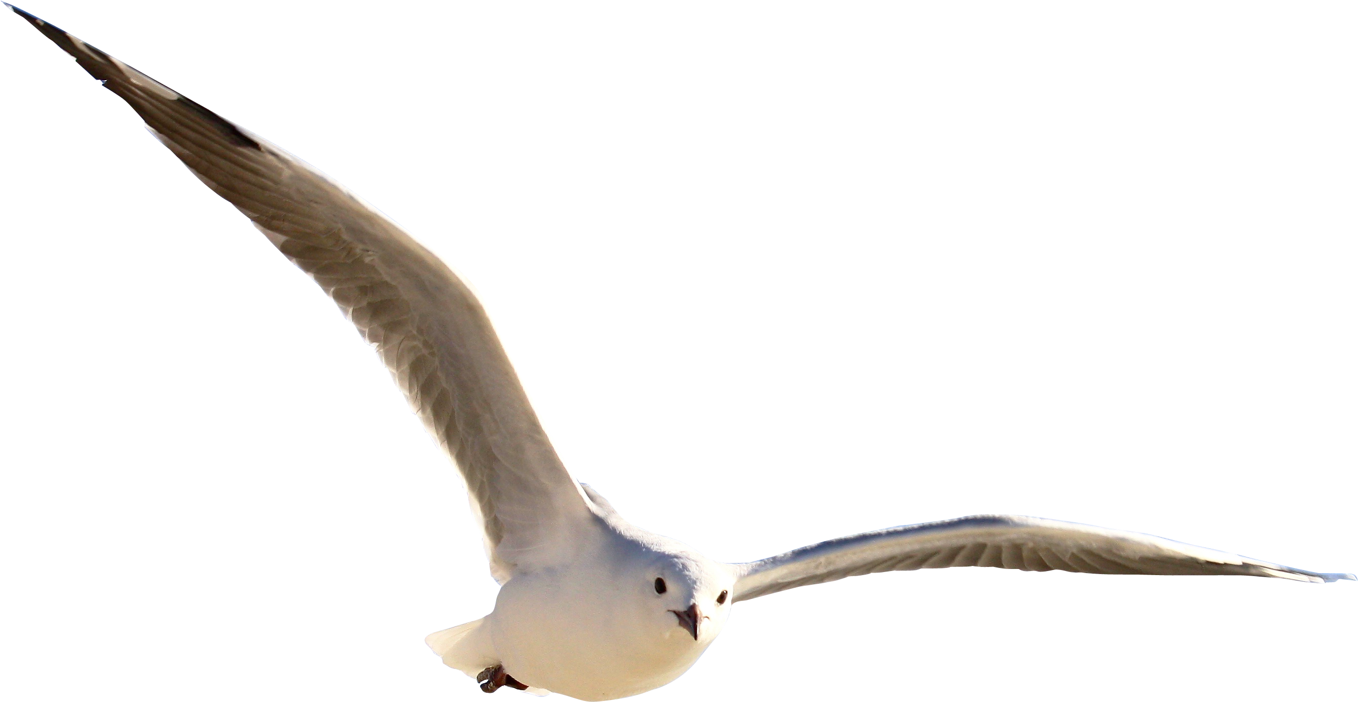 Gull Png - Birds Flying No Background (2756x1500)