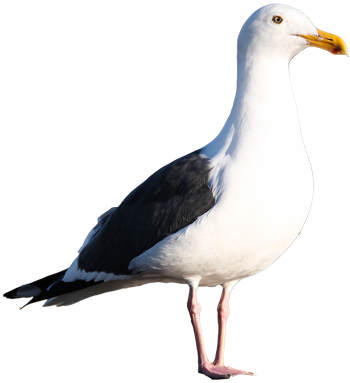 Gull Png - California Gull No Background (350x383)