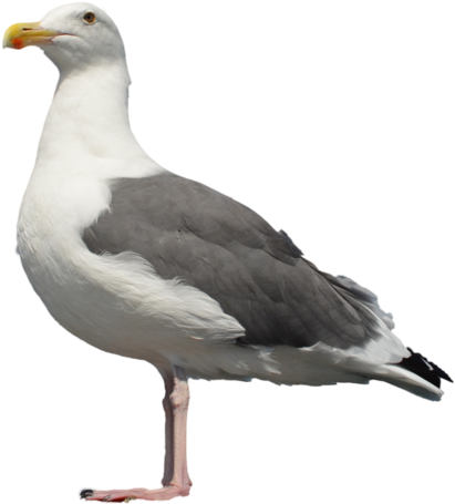 Gull Png - Seagull Png (1098x727)