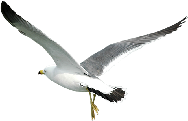 Gull Png - Transparent Background Seagulls Png (800x537)
