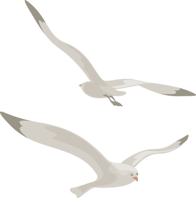 Gull Png - Чайка Пнг (650x659)