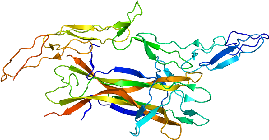 Nerve Growth Factor Structure (914x499)