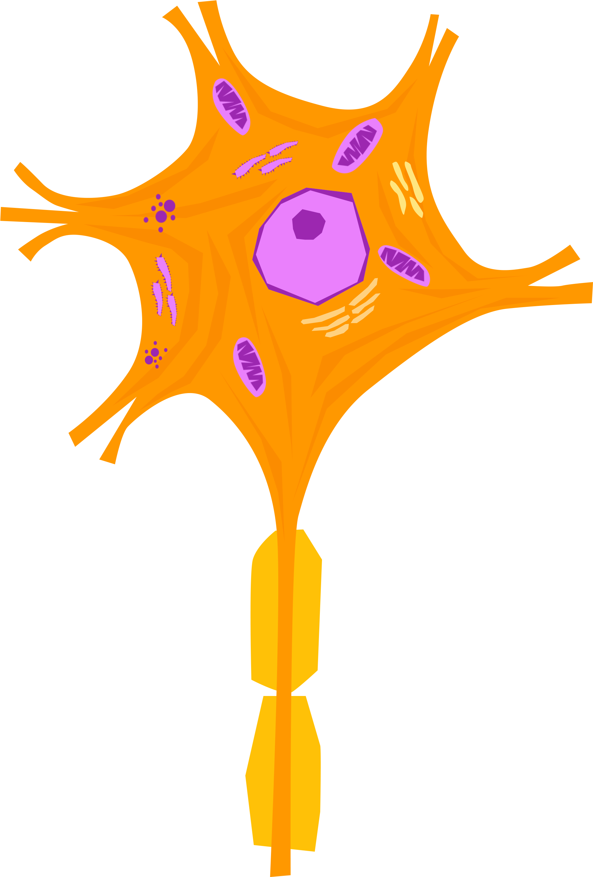 Nerve Cell 01 - Nervous Tissue Cells Of Neuron (4096x3112)