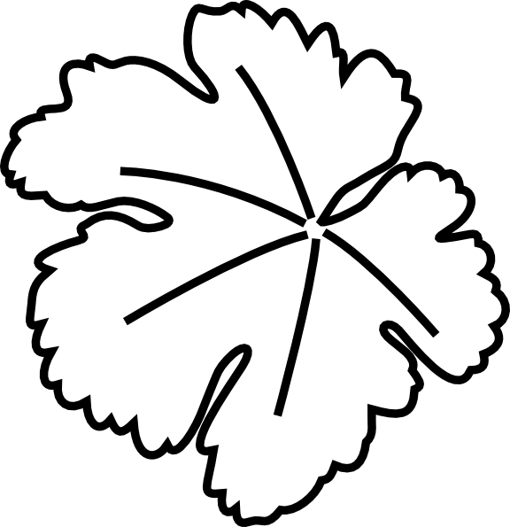 Vector Graphics - Giant Pumpkin Leaf Outline (576x595)