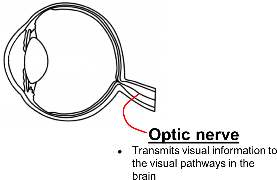 Anterior Ischemic Optic Neuropathy Is The Most Common - Diagram (984x645)