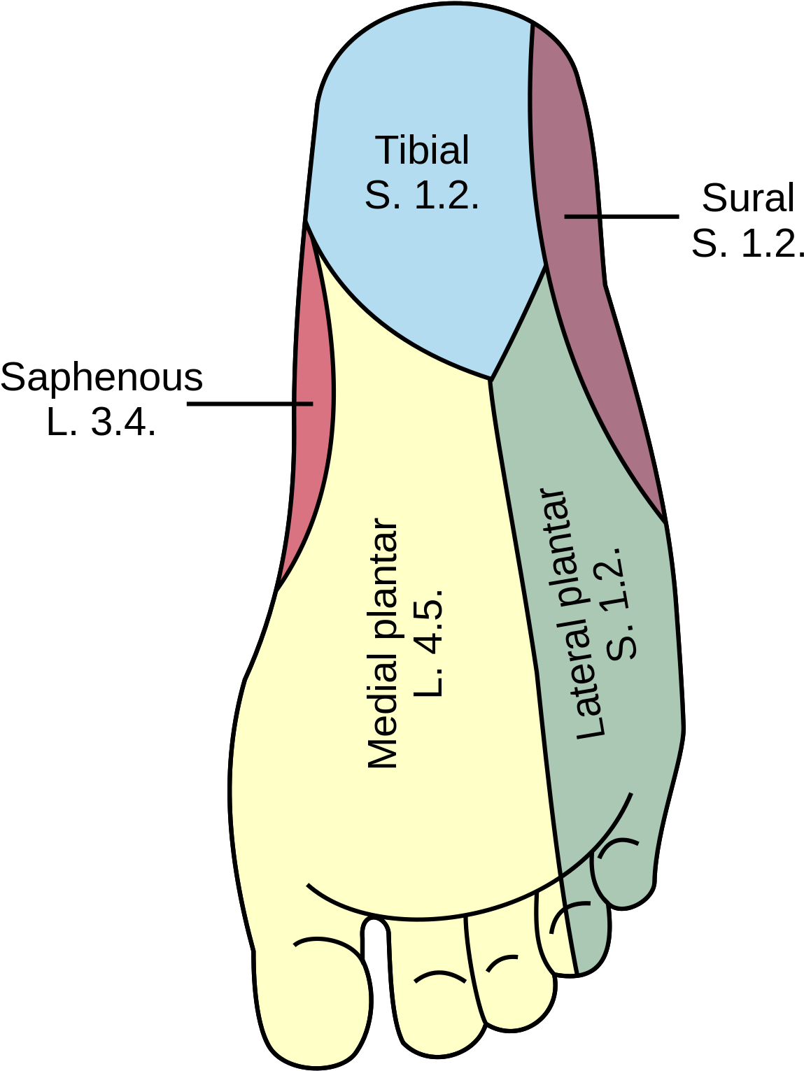 Cutaneous Of The Lower - Medial Plantar Nerve (1200x1594)