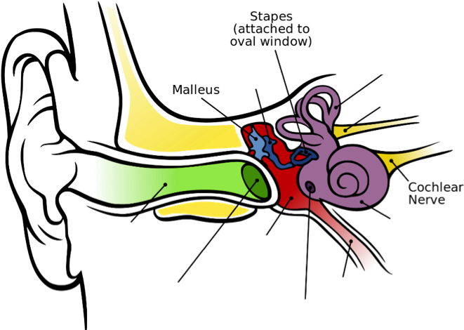 Image Of The Inner Ear Showing The Malleus, Stapes, - Auditory Parts Of Human Ear (714x498)