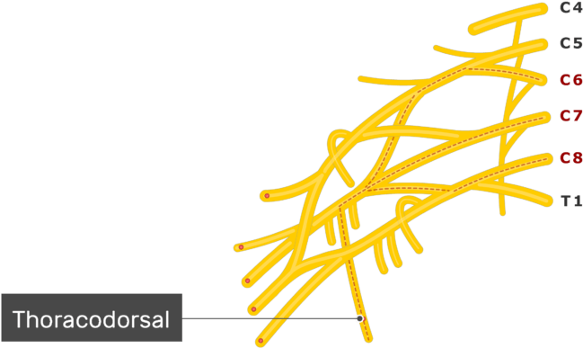 An Image Showing The Thoracodorsal Nerve Coming Out - Innervation Infraspinatus (664x550)
