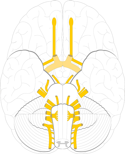 Cranial Nerves (1200x630)