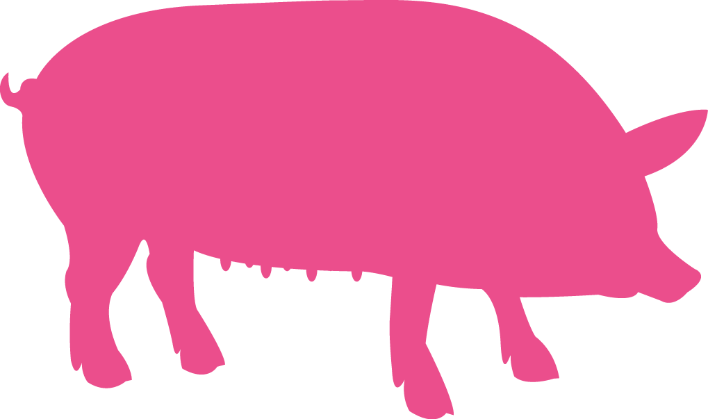 A Dry Sow That Is Not Inseminated Uses Feed - A Dry Sow That Is Not Inseminated Uses Feed (1019x603)