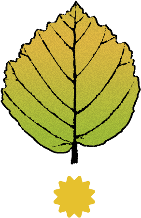 Witch Hazel Emporium - Hazel Leaf Clipart (300x460)