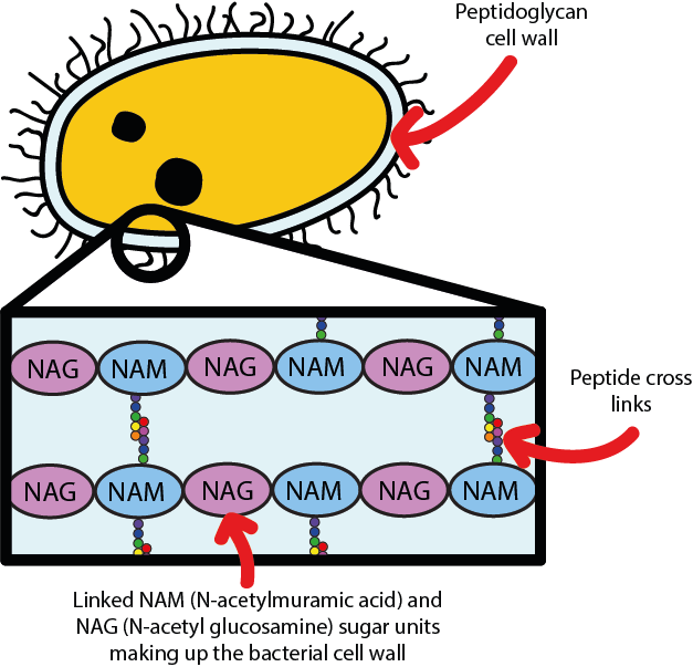 Png And Oral Health Figure A Bacterium Protected - Lysozyme Kill Bacteria (627x603)