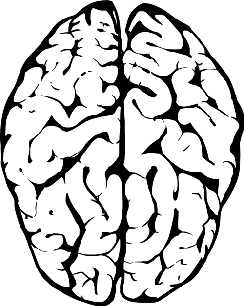 Svg Cerebrum Psychology Neurology Medical Free Image - Transparent Background Brain Clipart (500x628)