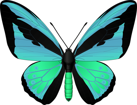 Clip Art Butterflies And Flowers - ゴライアス トリ バネ アゲハ (450x346)