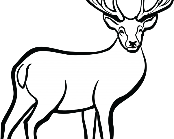 Dear Clipart Musk Deer - Deer Black And White (640x480)
