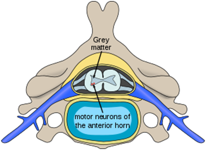 New Picture - Cervical Vertebrae (420x305)