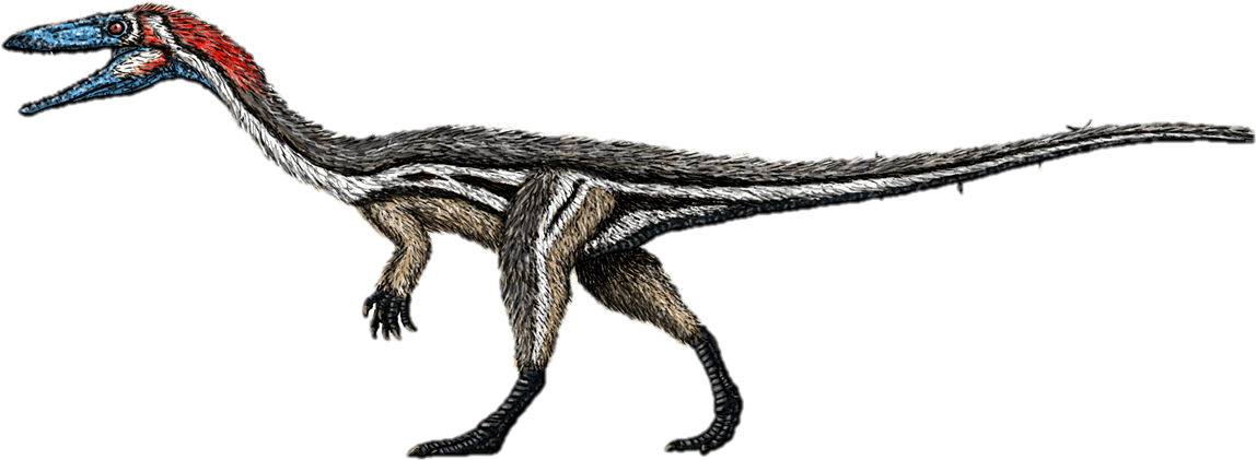 Clipart Freeuse Download Ankylosaurus Drawing Feathered - Coelophysis (1301x487)