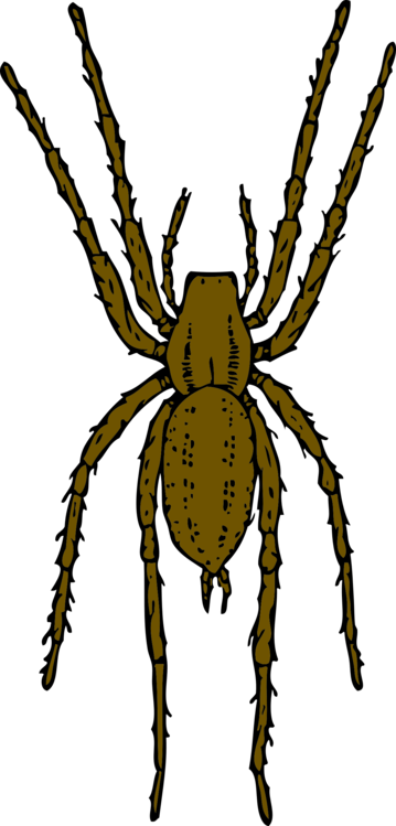 Brown Recluse Spider Widow Spiders Arthropod House - Brown Spider Clipart (359x749)