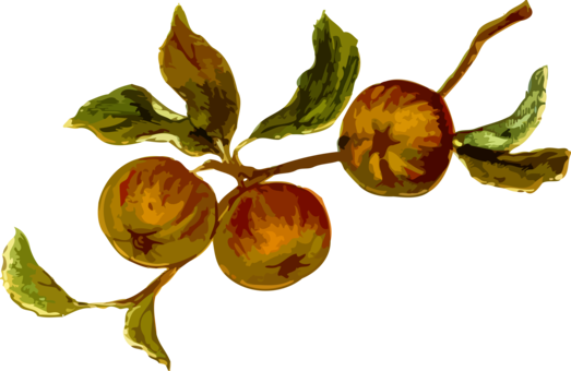 Still Life Photography Greeting & Note Cards Vegetable - Greeting Card (523x340)