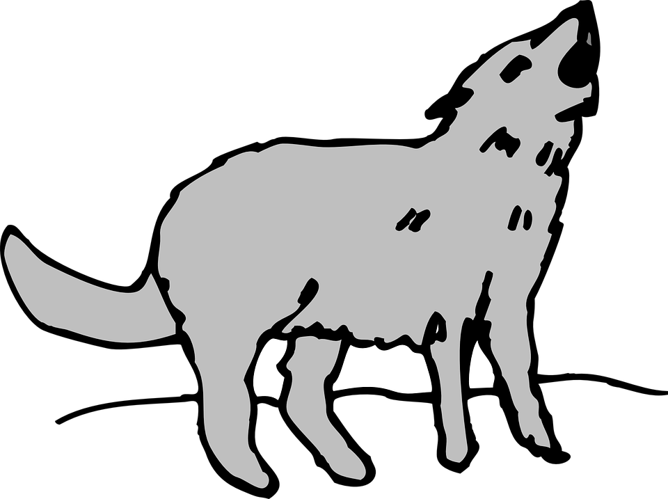 Image Free Cartoon Wolf Howling Shop Of Library Buy - Cartoon Pictures Of Coyotes (960x717)