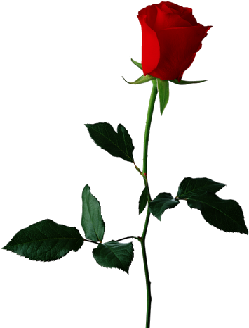 Observer - Clipart - National Day Of Remembrance And Action On Violence (364x512)